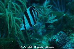Banded butterfly fish by Candido Gonzalez-Alonso 